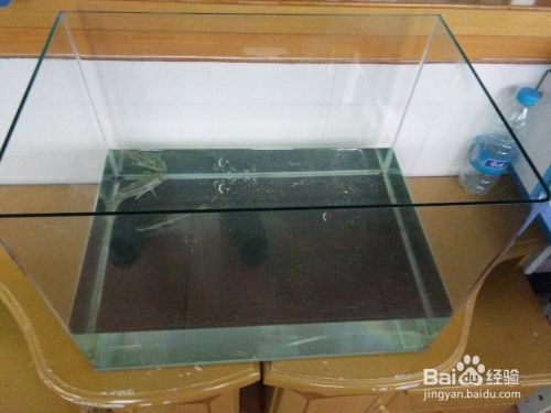 品茶观鱼~目测28极品（品茶观鱼~目测28极品,北京老宁评论：真棒） 观赏鱼论坛 第3张