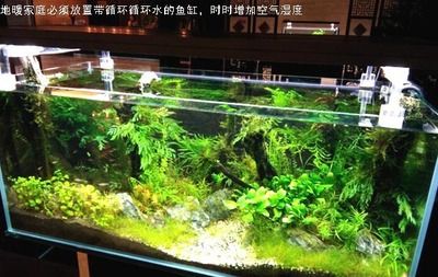 家用鱼缸循环水过滤系统（家用鱼缸循环水过滤系统是保障鱼缸水质清洁和稳定的基石） 鱼缸百科 第2张