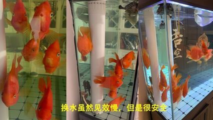 鱼缸的水发黄怎么办怎么变清（鱼缸水发黄怎么办） 鱼缸百科 第1张