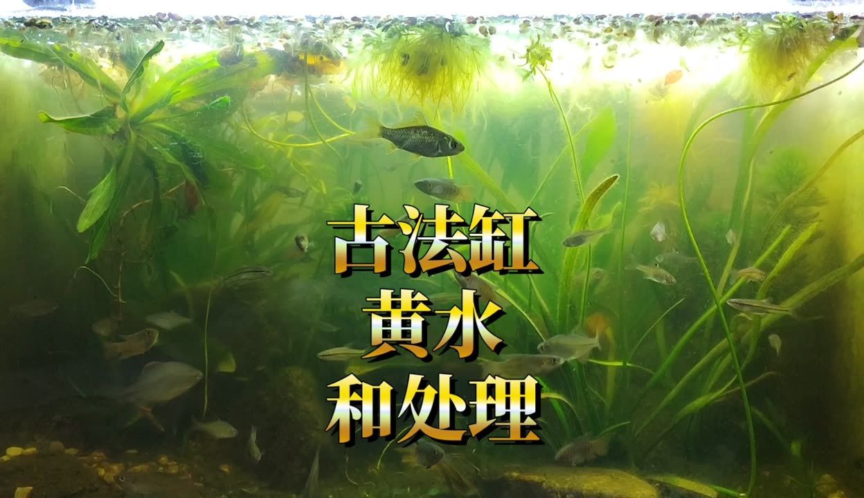 鱼缸的水发黄怎么办怎么变清（鱼缸水发黄怎么办） 鱼缸百科 第4张