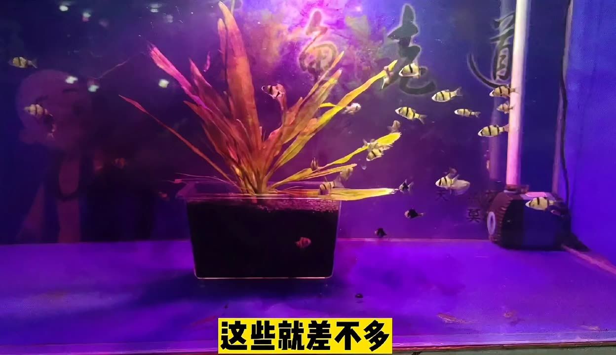 鱼缸水浑浊怎么变清高锰酸钾（鱼缸水浑浊怎么变清） 鱼缸百科 第5张