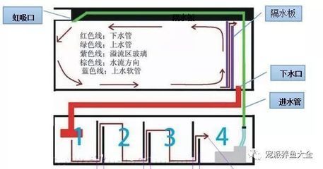 鱼缸的摆放位置和方向图片（鱼缸摆放位置和方向图片） 鱼缸百科 第5张