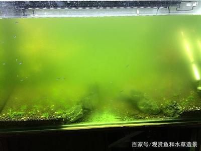 鱼缸的最佳摆放位置图（鱼缸的最佳摆放位置） 鱼缸百科 第3张