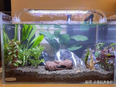 新手养鱼鱼缸水浑浊怎么变清（新手养鱼鱼缸水浑浊怎么变清鱼缸水浑浊怎么变清） 鱼缸百科 第2张