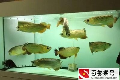 新手养鱼鱼缸水浑浊怎么变清（新手养鱼鱼缸水浑浊怎么变清鱼缸水浑浊怎么变清） 鱼缸百科 第3张