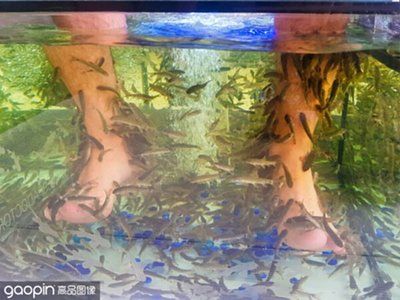 鱼缸需多久换水（鱼缸换水的频率取决于多种因素，） 鱼缸百科 第4张