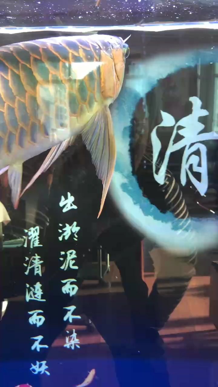 🐲 观赏鱼论坛