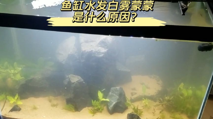 鱼缸水发白是什么原因呢,如何快速解决？ 鱼缸百科 第4张