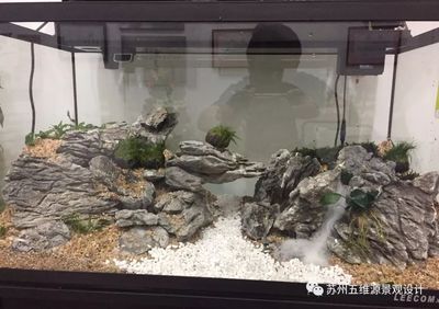 鱼缸图片 造景 鱼缸百科 第3张