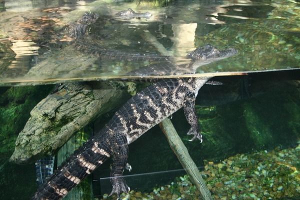 鱼缸造景图片大全青龙石（青龙石是一种常见的水族箱造景材料） 鱼缸百科 第2张