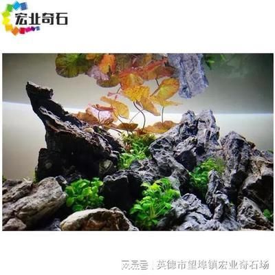 鱼缸造景图片大全青龙石（青龙石是一种常见的水族箱造景材料） 鱼缸百科 第5张