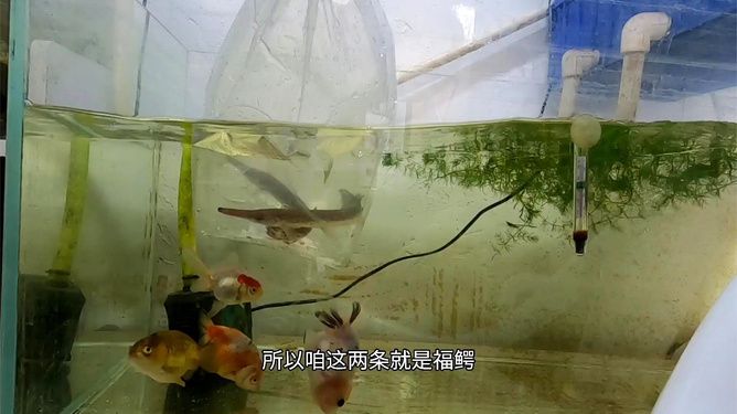 鱼缸品质的 代言（乐游水族箱和成都智拓水族品质的代言） 鱼缸百科 第5张