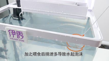 鱼缸水很多泡沫怎么回事（鱼缸水很多泡沫怎么办） 鱼缸百科 第2张