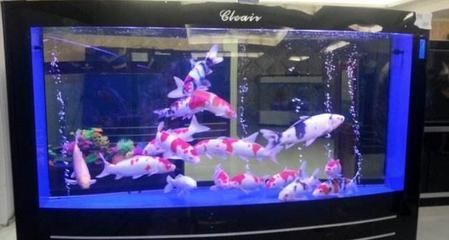 可丽爱鱼缸加盟（可丽爱鱼缸加盟成都智拓水族用品有限公司旗下水族箱品牌） 鱼缸百科 第1张