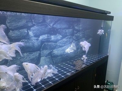 鱼缸水发白什么情况（微生物繁殖,鱼缸水发白什么情况） 鱼缸百科 第2张