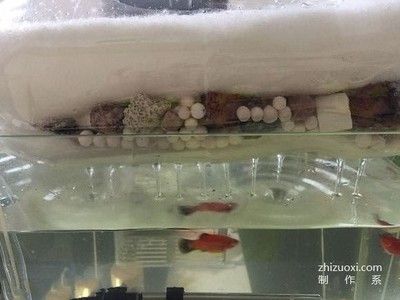 好一点的鱼缸（2024年水族箱·鱼缸十大品牌） 鱼缸百科 第5张