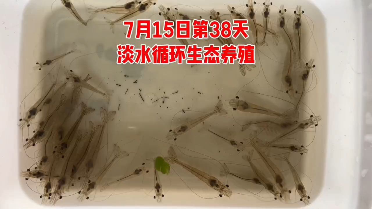 淡水循环生态无抗养殖（淡水循环生态无抗养殖,清香诱人的海棠评论：血统决定一切） 观赏鱼论坛