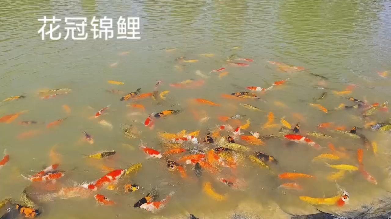 花冠锦鲤（五子登科锦鲤） 观赏鱼论坛