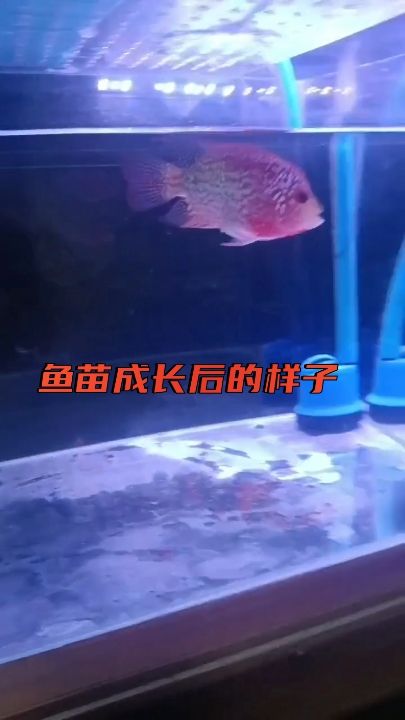 全部可以火凤（前两批的苗，现在用心养就是不一样） 观赏鱼论坛