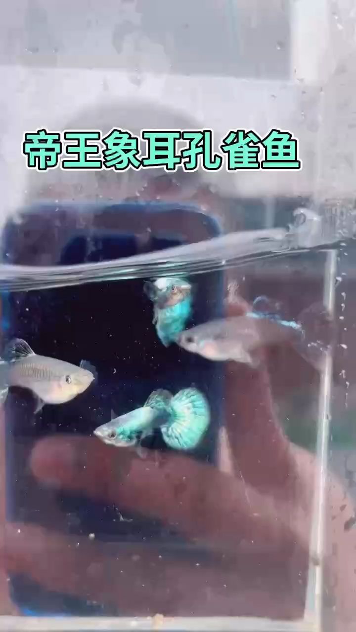 帝王级别孔雀鱼（印尼进口帝王绿象耳孔雀鱼）