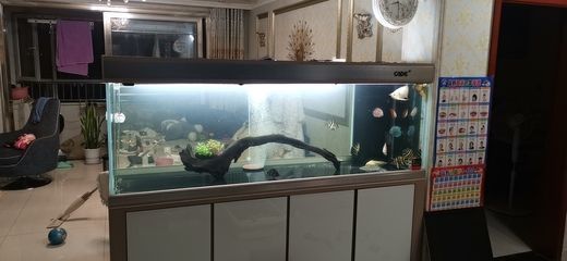 龙鱼缸什么牌子好（bluefish蓝鱼缸什么牌子好） 鱼缸百科 第3张