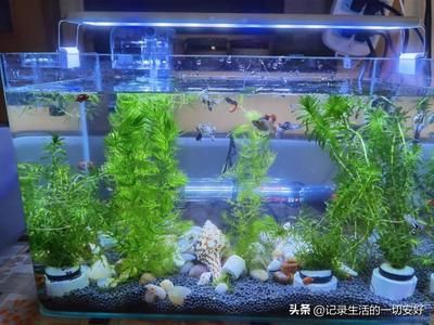 鱼缸养鱼用纯净水好还是自来水好（ 鱼缸百科 第2张