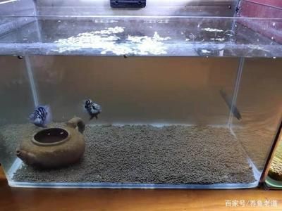 为什么有些鱼缸不用换水（-**养殖鱼缸不用换水水是因为水质管理措施） 鱼缸百科 第5张