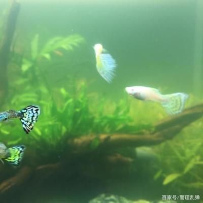 鱼缸换过水了还是很浑浊（鱼缸换水后仍显浑浊） 鱼缸百科 第3张