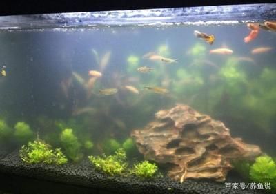 鱼缸换过水了还是很浑浊（鱼缸换水后仍显浑浊） 鱼缸百科 第2张