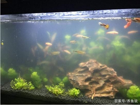 鱼缸换过水了还是很浑浊（鱼缸换水后仍显浑浊） 鱼缸百科 第4张