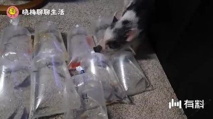 家里鱼缸养鱼,最好选这3种,既漂亮好看,养得活还养的久（家里鱼缸养鱼最好选这3种，既漂亮好看,养得活还养的久） 鱼缸百科 第4张