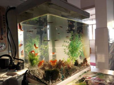 鱼缸品牌推荐排行榜（成都智拓水族鱼缸品牌推荐的鱼缸品牌：海象品牌） 鱼缸百科 第2张