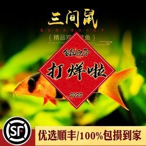 龙鱼缸除藻工具鱼（除藻工具鱼） 鱼缸百科 第5张