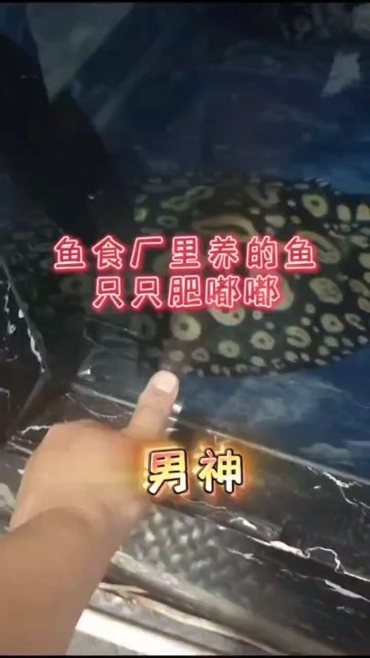 鱼食厂里养的鱼，只只肥嘟嘟（成群结队的鱼儿在水中畅游，它们的体型圆润，颜色鲜艳）