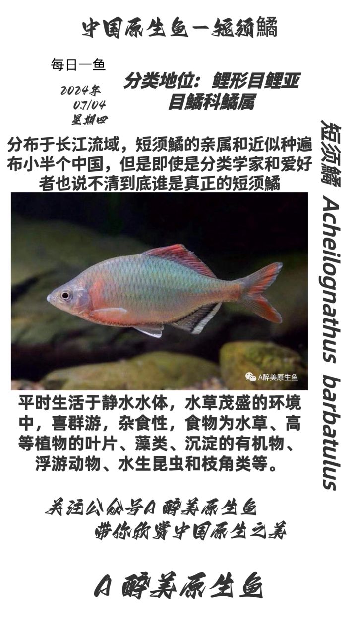 短须鱊（clinocephaluslimbatus短须[需手动填充]） 观赏鱼论坛