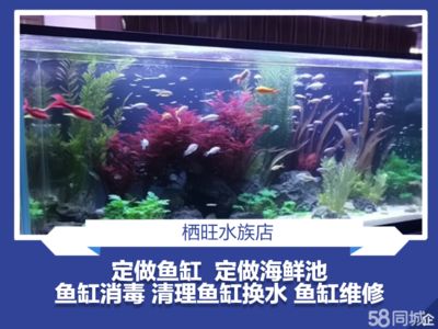 厦门鱼缸定制（厦门鱼缸定制服务） 鱼缸百科 第1张