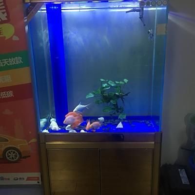 驻马店鱼缸定制（**驻马店水族提供鱼缸定制服务） 鱼缸百科 第1张