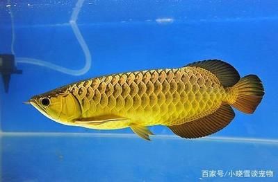 禄丰县金山镇橙柿水族馆（云南省楚雄彝族自治州禄丰县金山镇橙柿水族馆） 全国观赏鱼市场