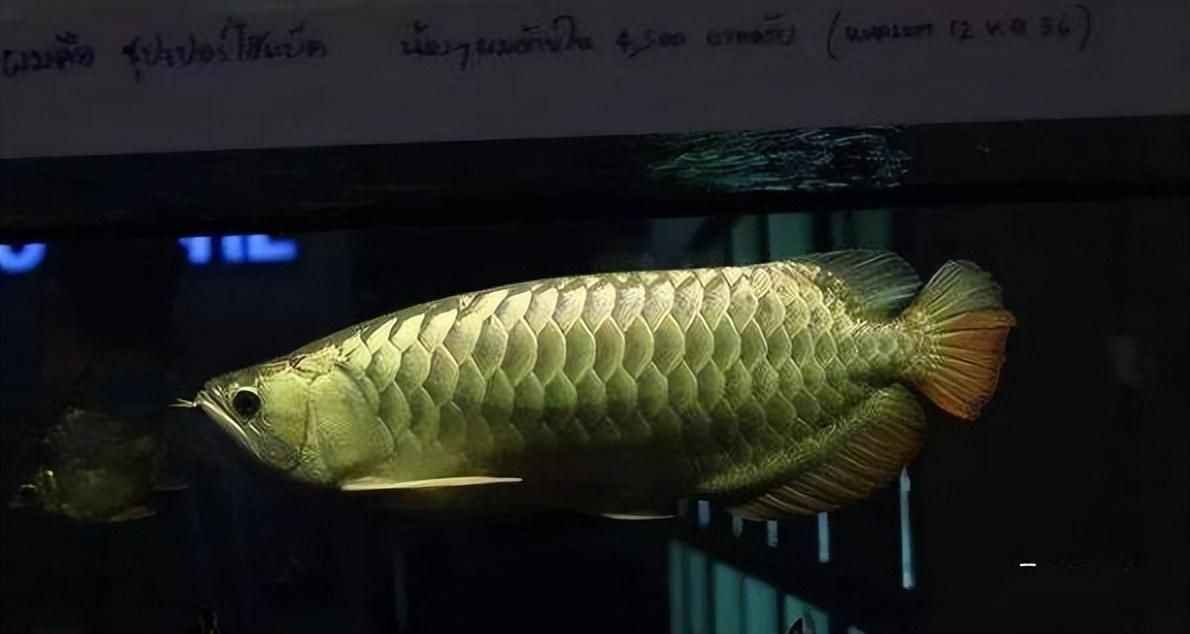 太原市万柏林区津津水族馆（太原万柏林区津津水族馆） 全国观赏鱼市场