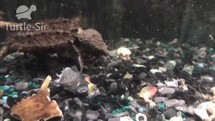 三都水族自治县鹏祥生态家禽养殖场（微型企业）（三都水族自治县鹏祥生态家禽养殖场）