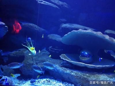 饶平县冰姐水族馆（广东饶平县冰姐水族馆开展水生生物保护项目推广活动） 全国观赏鱼市场