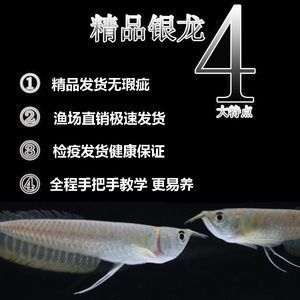 郴州水族批发市场哪家龙鱼好（**在郴州水族批发市场购买龙鱼需注意什么） 水族问答