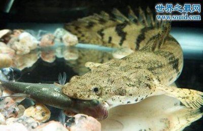 大理白族自治州水族批发市场哪家龙鱼好（大理白族自治州水族批发市场哪家的龙鱼品质比较） 水族问答