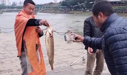 大兴安岭水族批发市场哪家龙鱼好（哪家龙鱼店的水质管理做得最好？）