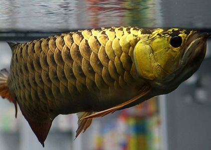 抚州水族批发市场哪家的龙鱼好（抚州水族批发市场中的龙鱼品质和价格因店铺而异） 水族问答