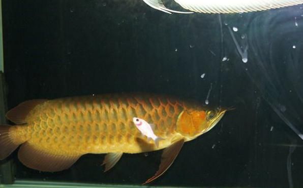 贵阳水族批发市场哪家的龙鱼好（贵阳水族批发市场中，哪家的龙鱼品种最丰富？） 水族问答