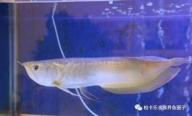 临潼水族批发市场哪家的龙鱼好（临潼水族批发市场，哪家龙鱼的品种最丰富？） 水族问答