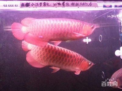 黑河水族批发市场哪家的龙鱼好（哪家的黑河水族批发市场的龙鱼养殖技术最好？） 水族问答