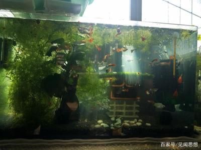 孔雀鱼缸水浑浊怎么变清澈（孔雀鱼缸水变浑浊怎么办） 鱼缸百科 第3张