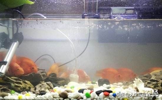 淮南水族批发市场哪家的龙鱼好（哪家淮南水族批发市场的龙鱼品种最丰富？） 水族问答 第3张